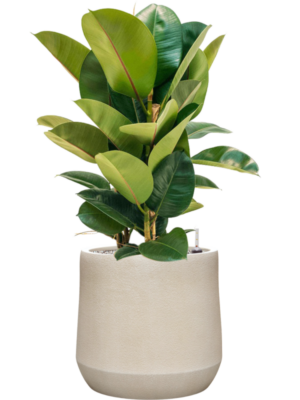 Ficus elastica 'Robusta' en Antwerp