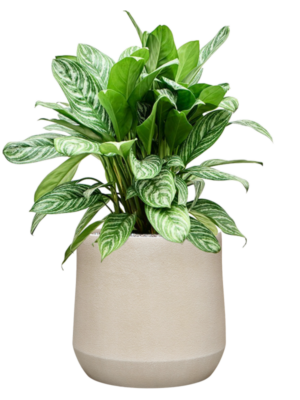 Aglaonema 'Stripes' en Antwerp