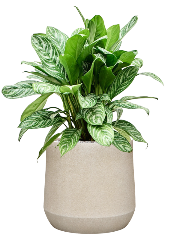 Aglaonema ‘Stripes’ en Antwerp, Private label