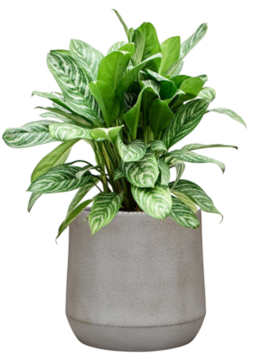Aglaonema 'Stripes' en Antwerp