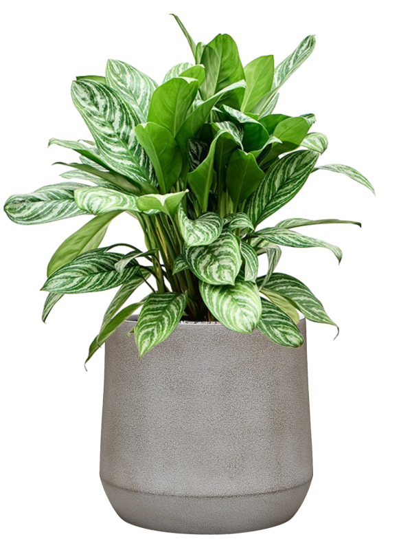 Aglaonema ‘Stripes’ en Antwerp, Private label