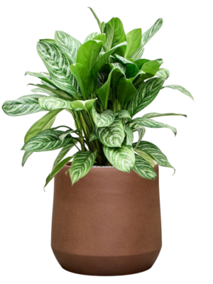 Aglaonema 'Stripes' en Antwerp