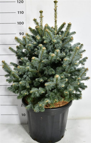 Abies lasiocarpa 'Compacta'