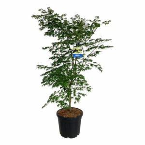 Acer 'Arctic Jade'