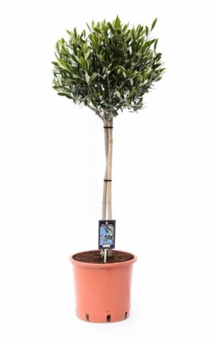 Olea europaea