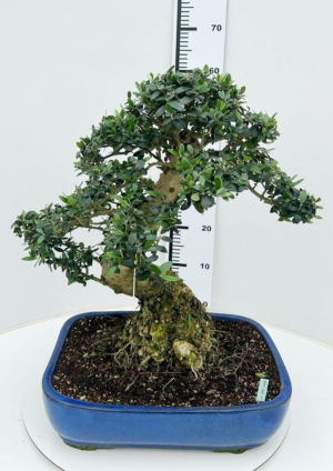 Olea europaea