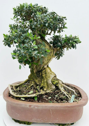 Olea europaea