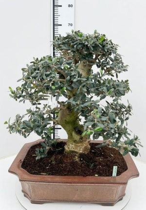 Olea europaea