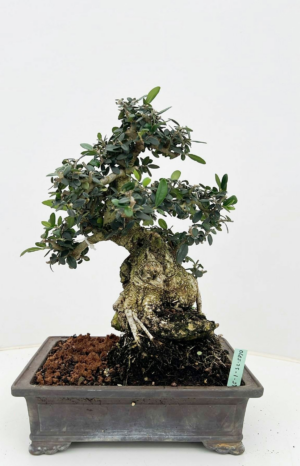 Olea europaea