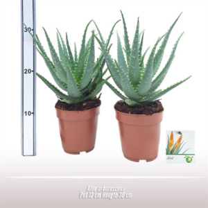 Aloe arborescens