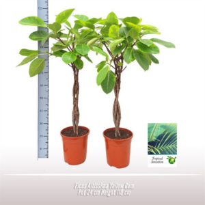 Ficus altissima
