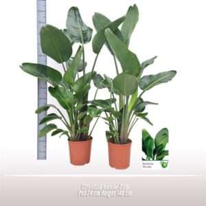 Strelitzia nicolai