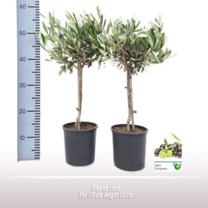 Olea europaea