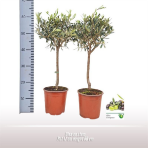 Olea europaea