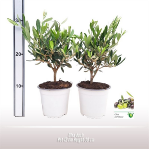 Olea europaea