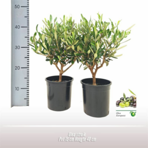 Olea europaea