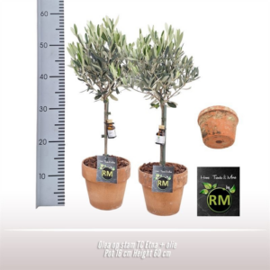 Olea europaea