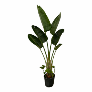 Strelitzia nicolai
