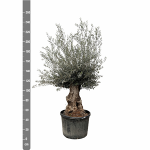 Olea europaea