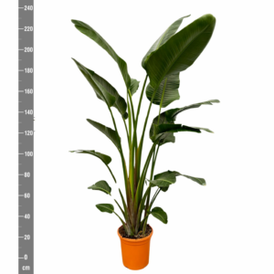 Strelitzia nicolai
