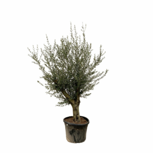 Olea europaea