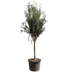 Olea europaea