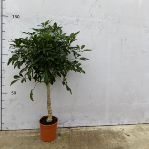 Schefflera arboricola