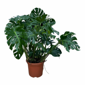 Monstera deliciosa