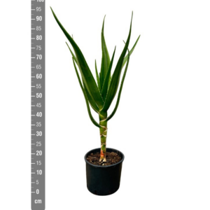 Aloe barberae 'Bainesii'