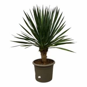 Dracaena Draco