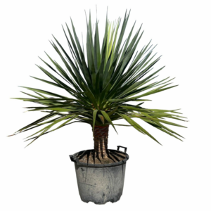 Dracaena Draco