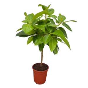 Ficus altissima