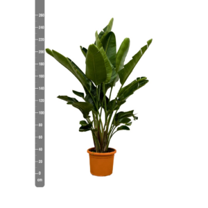 Strelitzia nicolai