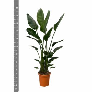 Strelitzia nicolai