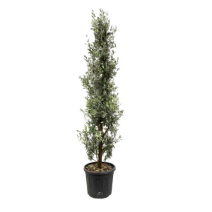 Olea europaea