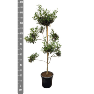 Olea europaea