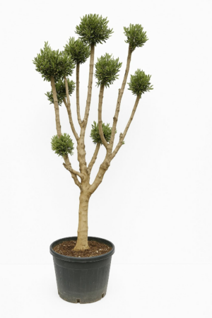 Olea europaea