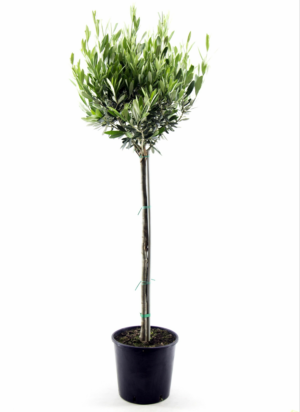 Olea europaea