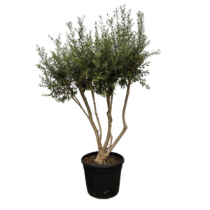 Olea europaea