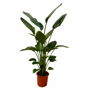 Strelitzia nicolai