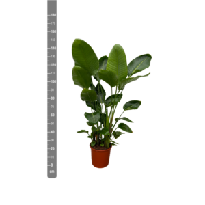 Strelitzia nicolai