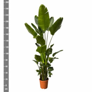 Strelitzia nicolai