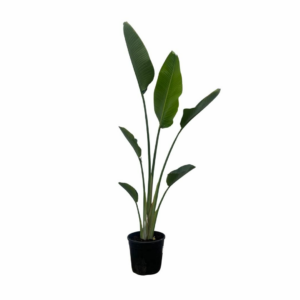Strelitzia nicolai