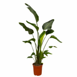 Strelitzia nicolai