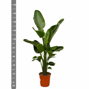 Strelitzia nicolai