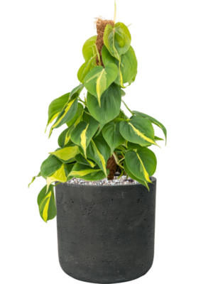 Philodendron scandens 'Brasil' en Rough