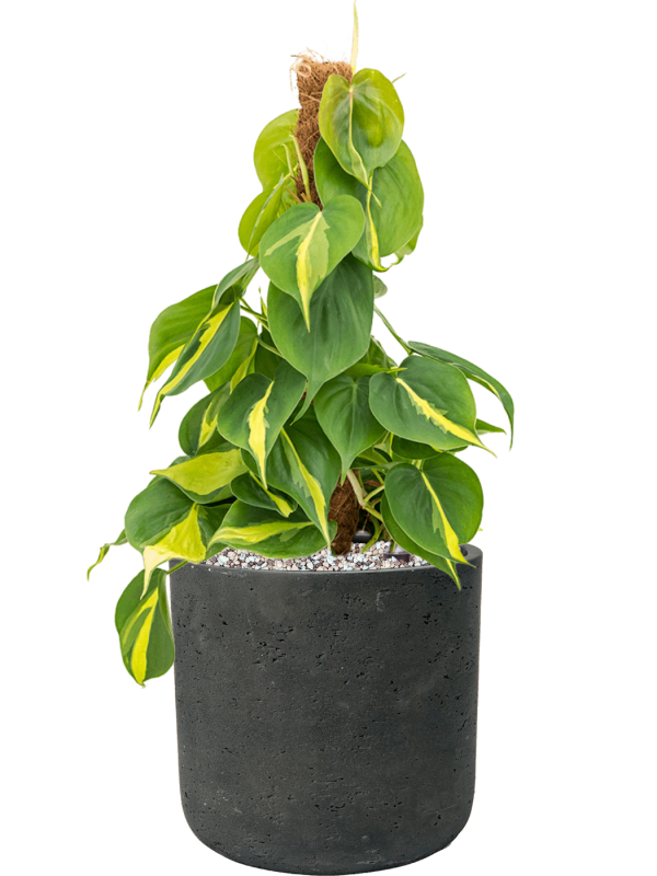 Philodendron scandens ‘Brasil’ en Rough, Pottery Pots