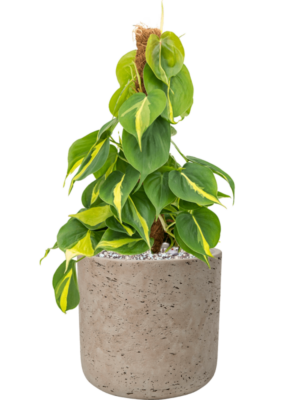 Philodendron scandens 'Brasil' en Rough