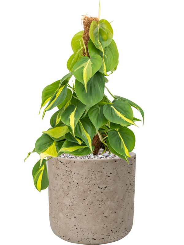 Philodendron scandens ‘Brasil’ en Rough, Pottery Pots