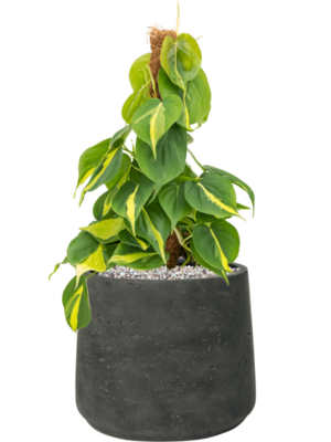 Philodendron scandens 'Brasil' en Rough